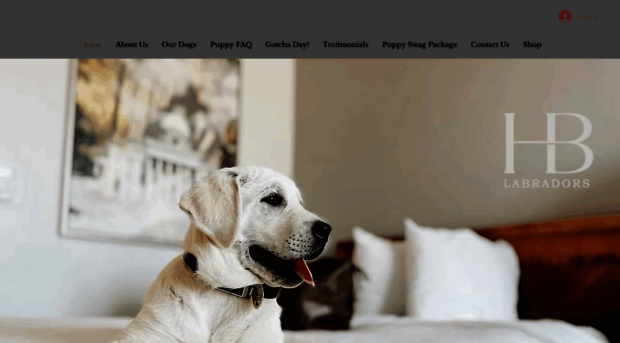 hickoryblufflabradors.com