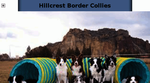 hillcrestbordercollies.com