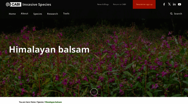 himalayanbalsam.cabi.org