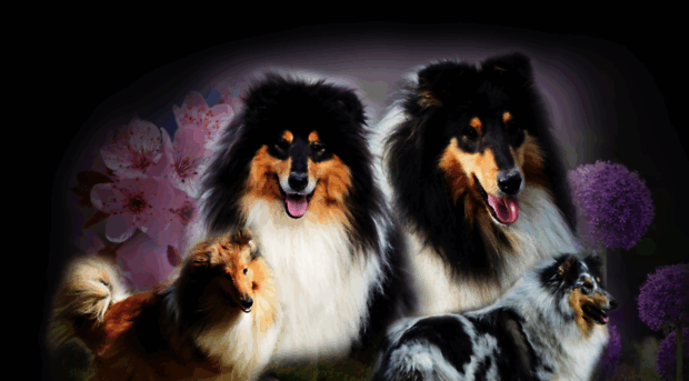 holy-collies.si