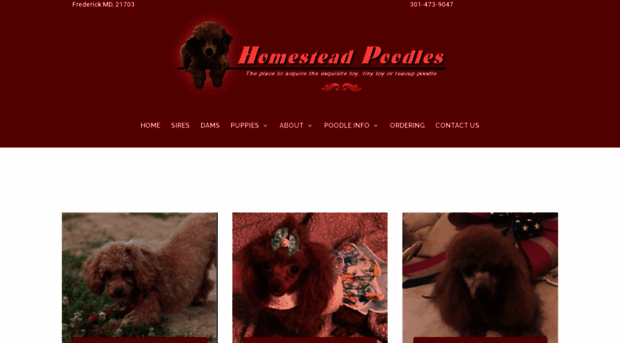 homesteadpoodles.com