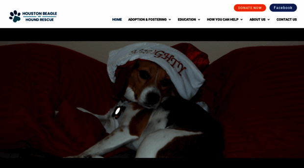 houstonbeaglerescue.org