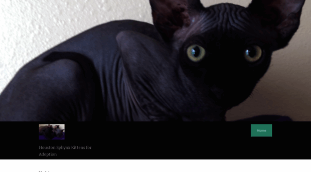 houstonsphynx.com