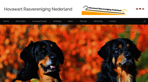 hovawartrasverenigingnederland.nl