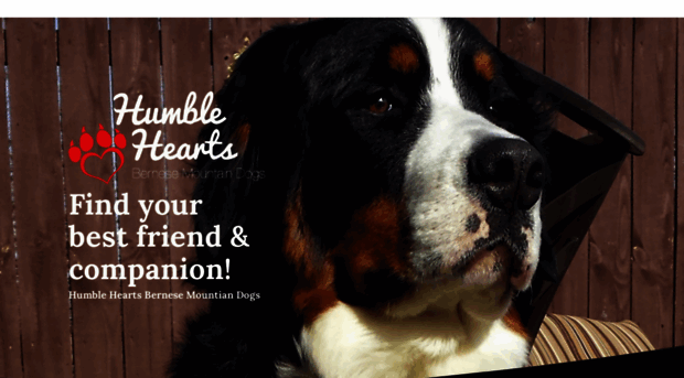 humbleheartsbernese.com