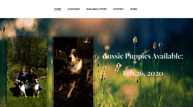 huppsaustralianshepherds.weebly.com