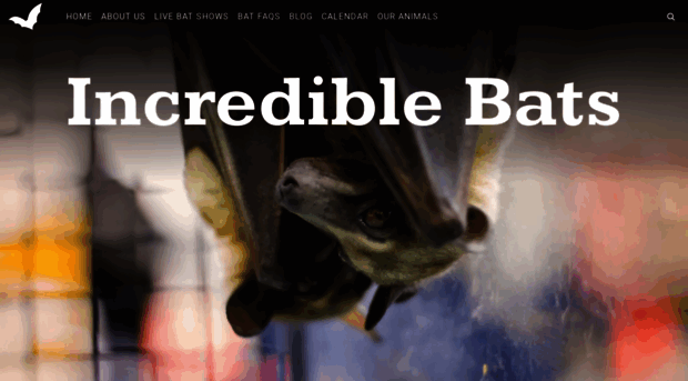 incrediblebats.com