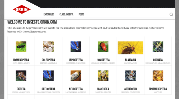 insects.orkin.com