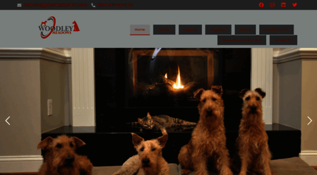 irish-terrier.com