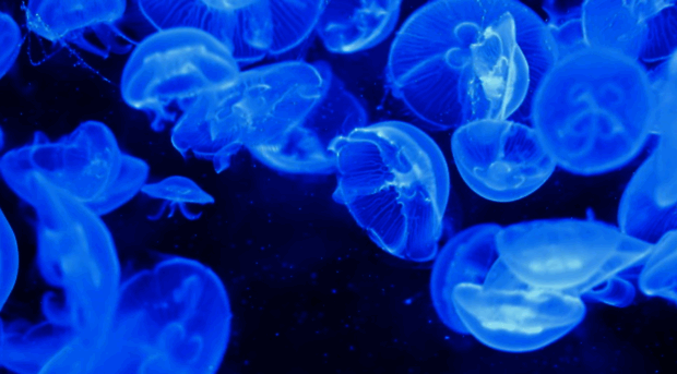 jellyfishaquarium.ca