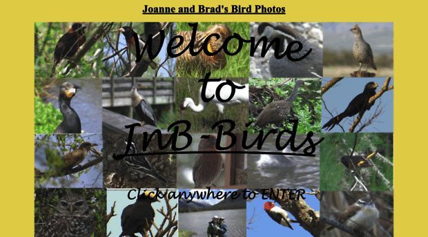 jnb-birds.com