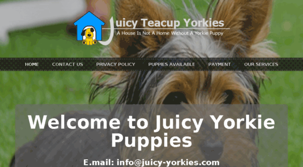 juicy-yorkies.com