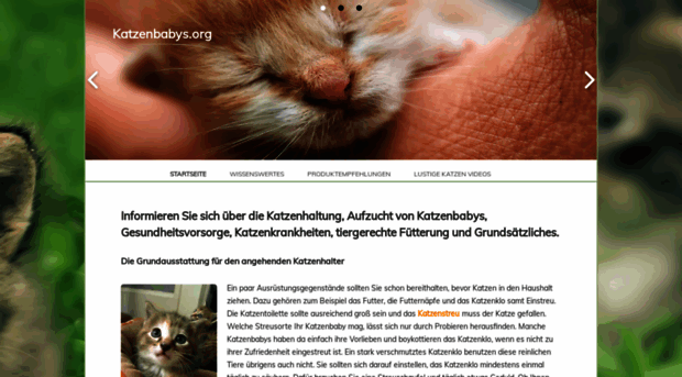 katzenbabys.org