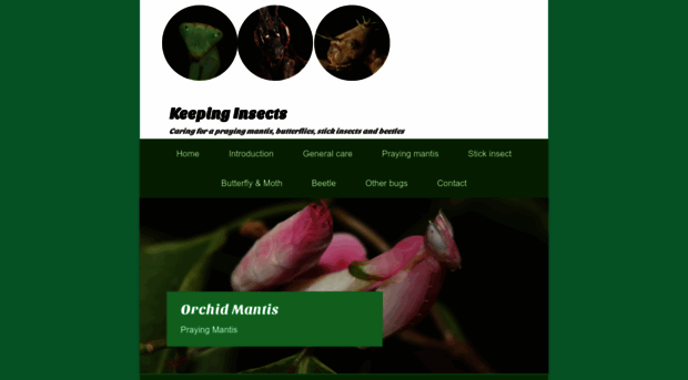 keepinginsects.com