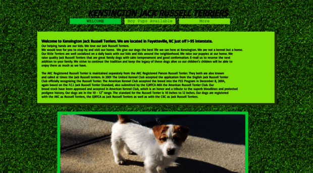 kensingtonjackrussells.com