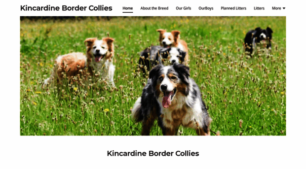 kincardinebordercollies.com