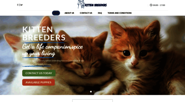 kittensbreeders.com