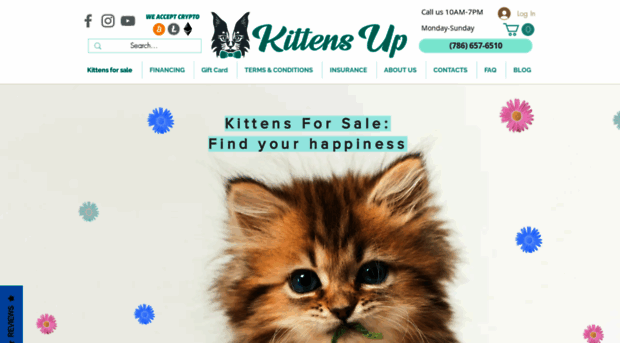 kittensup4sale.com