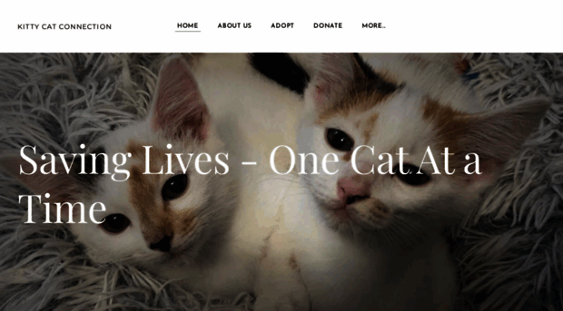 kittycatconnection.org