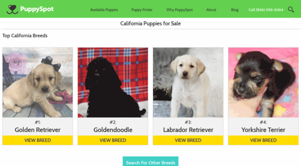 labradoodle.californiapuppiesforsale.com