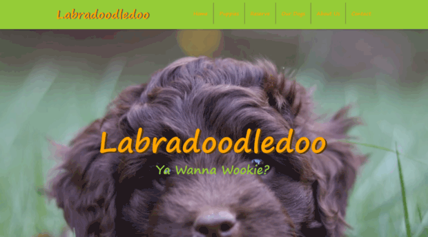 labradoodledoo.com