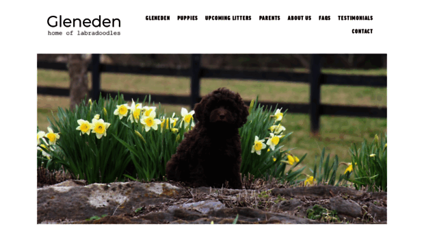 labradoodles.com