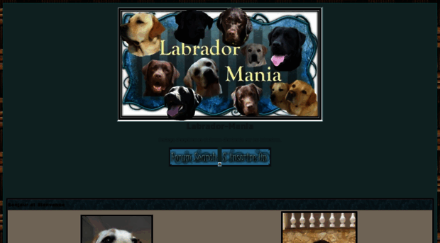 labrador-mania.forumactif.com