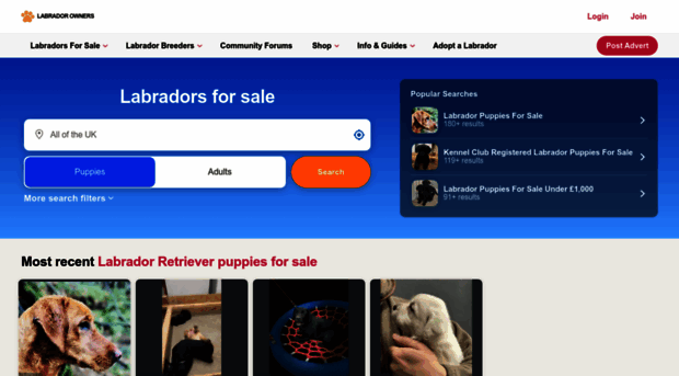 labrador-owners.co.uk