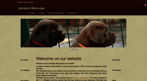 labradors-blacksugar.com