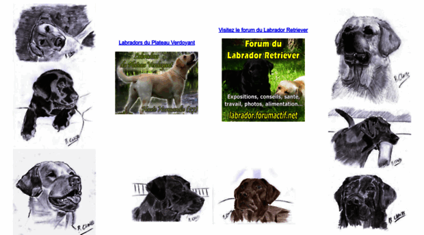 labradors-retrievers.net