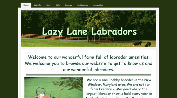 lazylanelabradors.yolasite.com