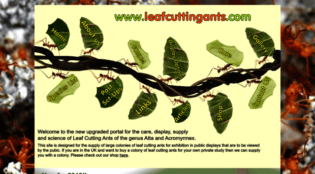 leafcuttingants.com