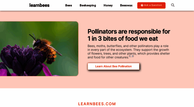 learnbees.com