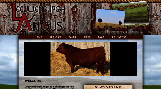 leeuwenburghangus.com