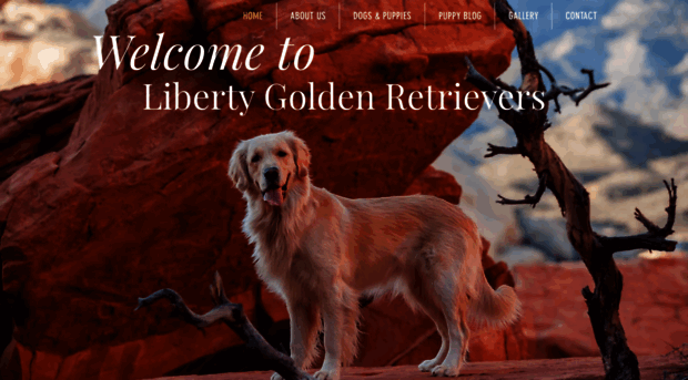 libertygoldenretrievers.com