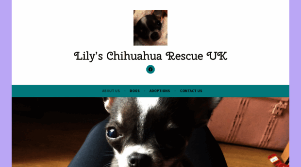 lilyschihuahuarescueuk.com