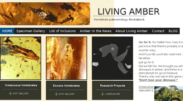 livingamber.com