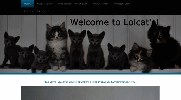 lolcatscattery.com