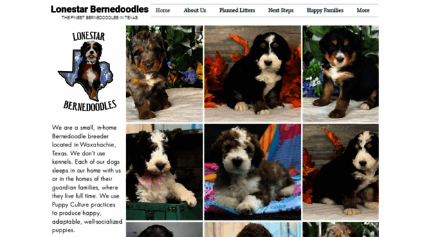 lonestarbernedoodles.com