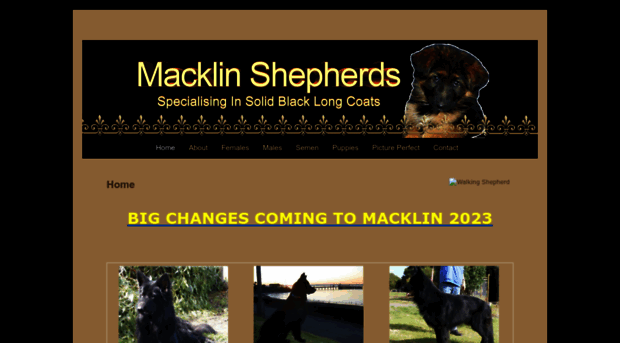 macklinshepherds.com