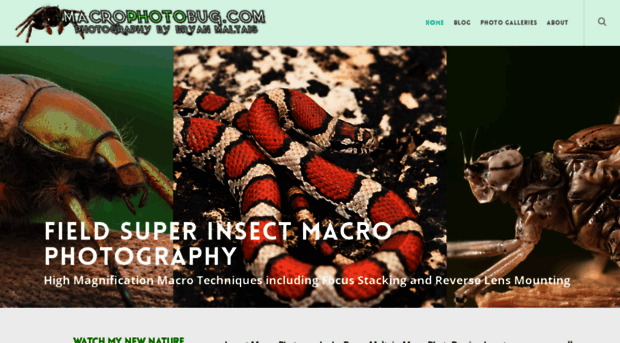 macrophotobug.com