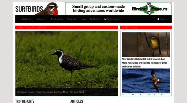 mail.surfbirds.com