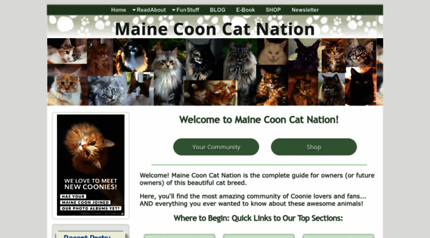 maine-coon-cat-nation.com