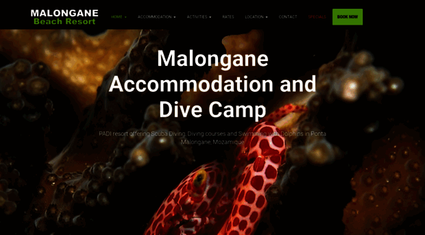 malongane.com