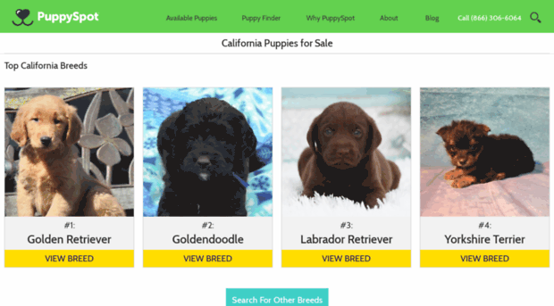 maltese.californiapuppiesforsale.com