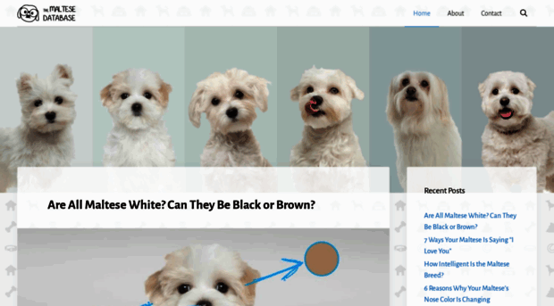 maltesedb.com