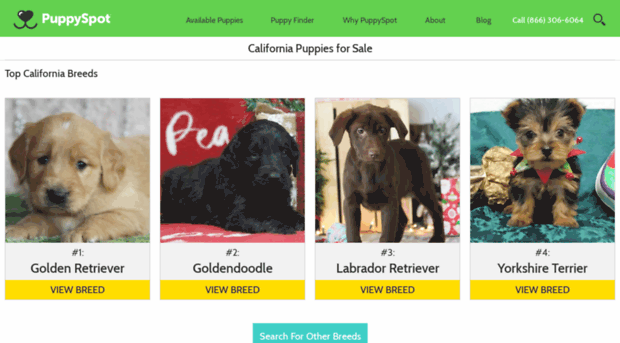 maltipoo.californiapuppiesforsale.com