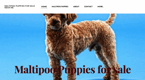 maltipoopuppiesforsale.company.com