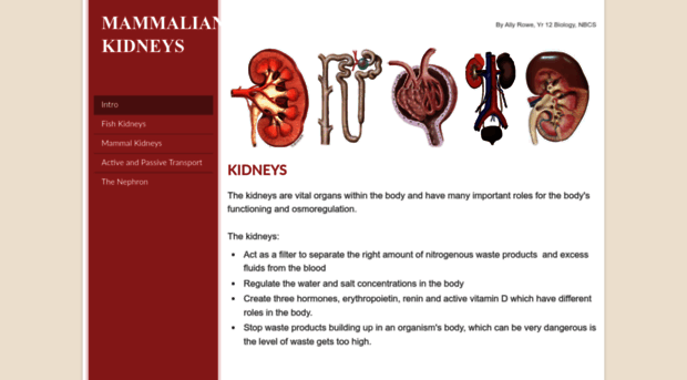 mammaliankidney.weebly.com