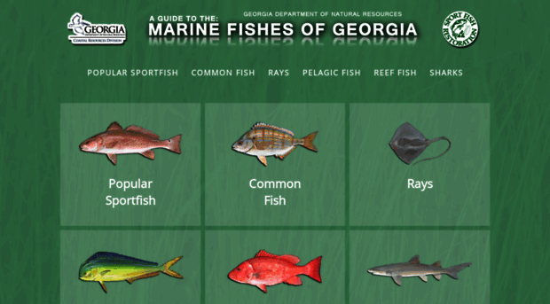 marinefishesofgeorgia.org